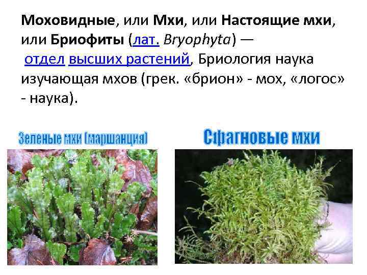 Моховидные, или Мхи, или Настоящие мхи, или Бриофиты (лат. Bryophyta) — отдел высших растений,