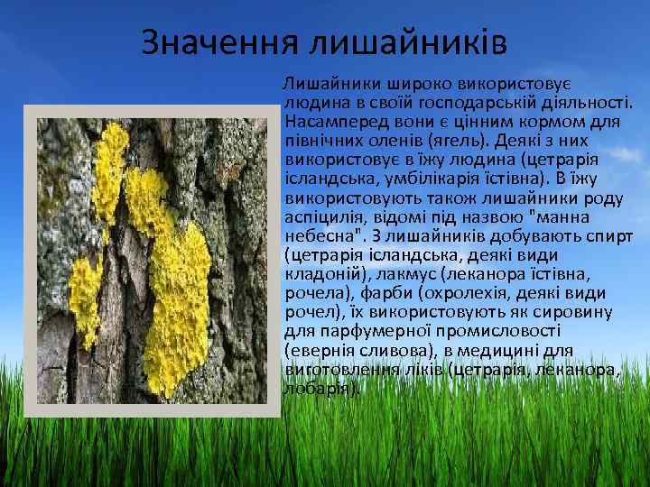 Значення лишайників Лишайники широко використовує людина в своїй господарській діяльності. Насамперед вони є цінним