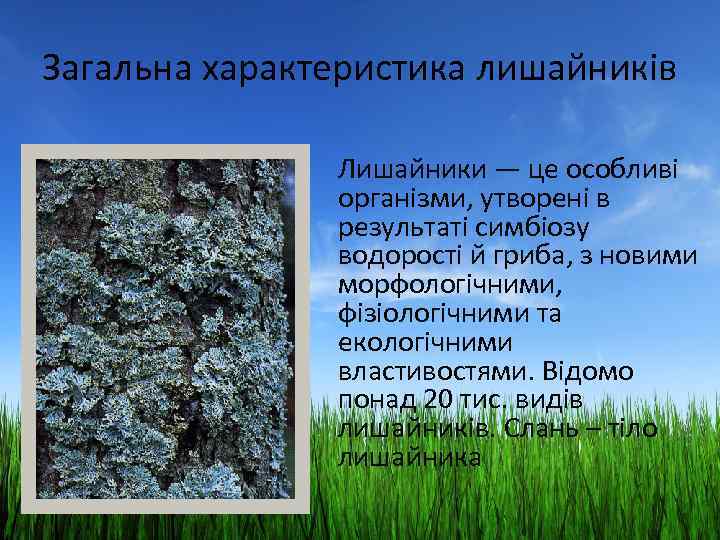 Загальна характеристика лишайників Лишайники — це особливі організми, утворені в результаті симбіозу водорості й