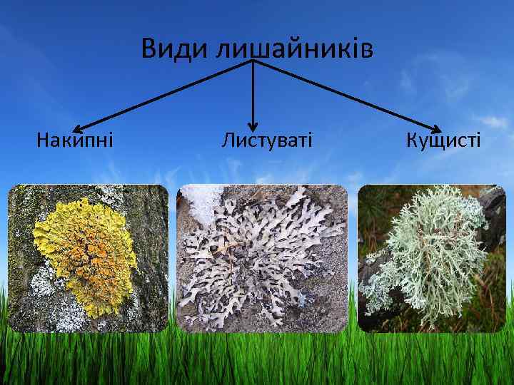 Види лишайників Накипні Листуваті Кущисті 