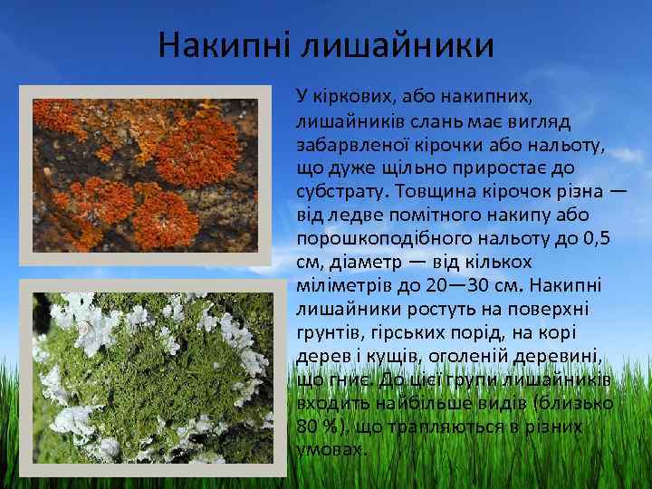 Накипні лишайники У кіркових, або накипних, лишайників слань має вигляд забарвленої кірочки або нальоту,