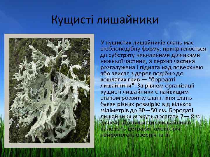 Кущисті лишайники У кущистих лишайників слань має стеблоподібну форму, прикріплюється до субстрату невеликими ділянками