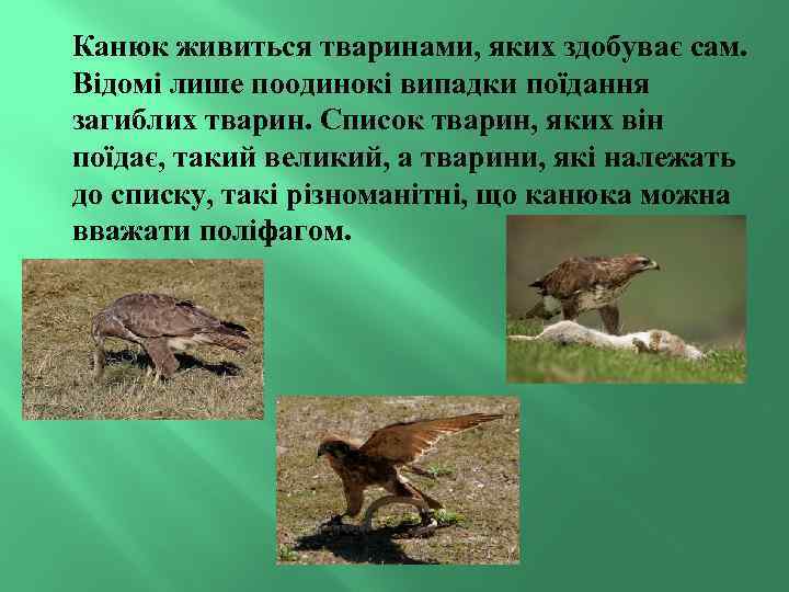 Канюк живиться тваринами, яких здобуває сам. Відомі лише поодинокі випадки поїдання загиблих тварин. Список