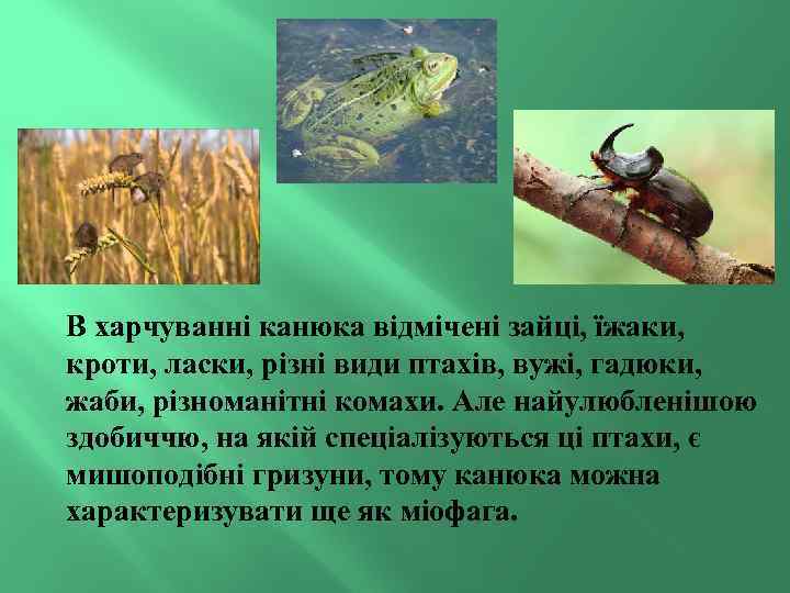 В харчуванні канюка відмічені зайці, їжаки, кроти, ласки, різні види птахів, вужі, гадюки, жаби,