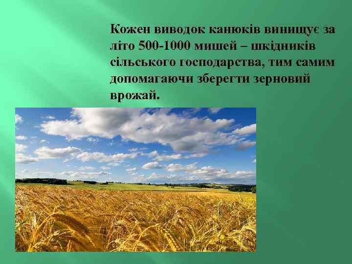 Кожен виводок канюків винищує за літо 500 -1000 мишей – шкідників сільського господарства, тим