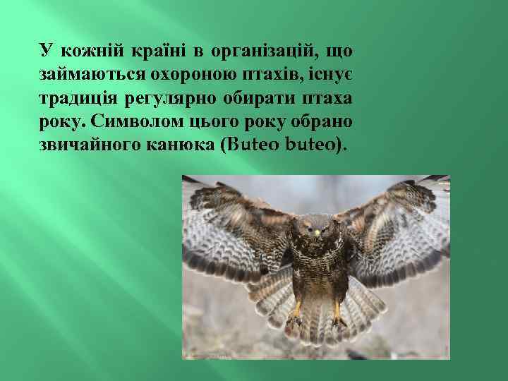 У кожній країні в організацій, що займаються охороною птахів, існує традиція регулярно обирати птаха