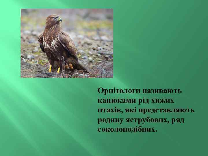 Орнітологи називають канюками рід хижих птахів, які представляють родину яструбових, ряд соколоподібних. 