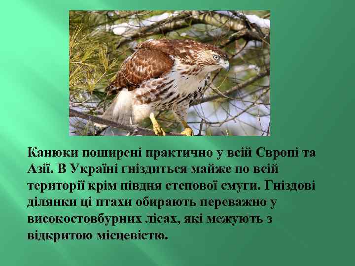 Канюки поширені практично у всій Європі та Азії. В Україні гніздиться майже по всій