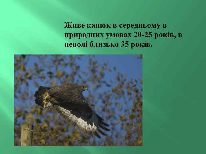 Живе канюк в середньому в природних умовах 20 -25 років, в неволі близько 35