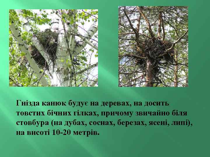 Гнізда канюк будує на деревах, на досить товстих бічних гілках, причому звичайно біля стовбура