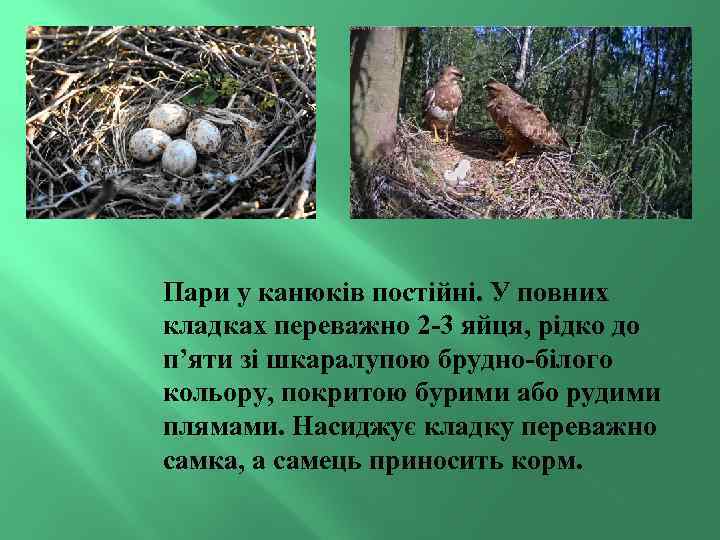 Пари у канюків постійні. У повних кладках переважно 2 -3 яйця, рідко до п’яти