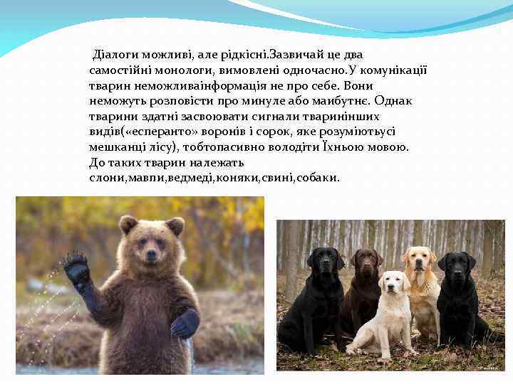  Діалоги можливі, але рідкісні. Зазвичай це два самостійні монологи, вимовлені одночасно. У комунікації