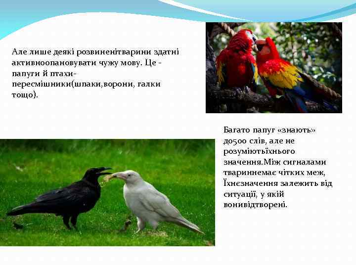 Але лише деякі розвиненітварини здатні активноопановувати чужу мову. Це папуги й птахипересмішники(шпаки, ворони, галки