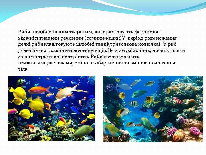 Риби, подібно іншим тваринам, використовують феромони хімічнісигнальнн речовини (сомики-кішки)У період розмноження деякі рибивлаштовують шлюбні