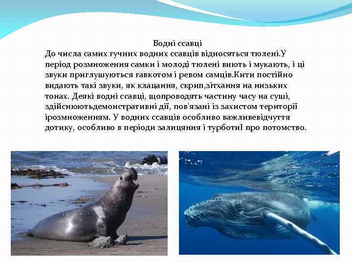 Водні ссавці До числа самих гучних водних ссавців відносяться тюлені. У період розмноження самки