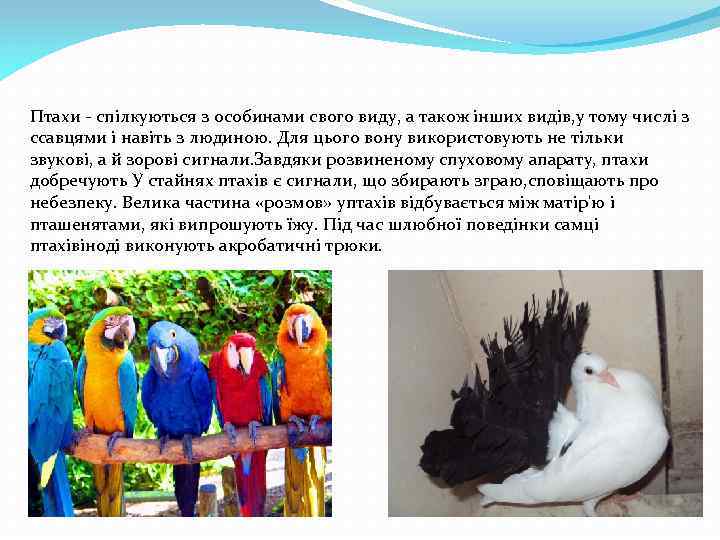 Птахи - спілкуються з особинами свого виду, а також інших видів, у тому числі