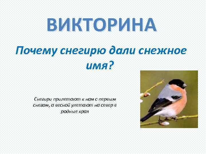 ВИКТОРИНА Почему снегирю дали снежное имя? Снегири прилетают к нам с первым снегом, а