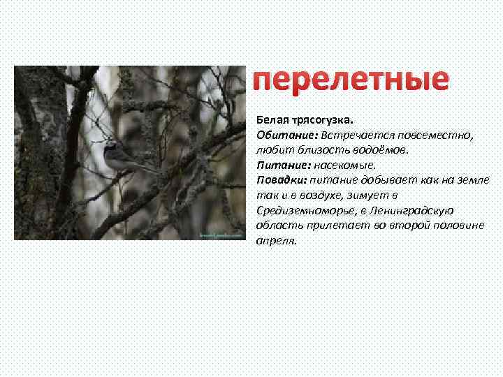 перелетные Белая трясогузка. Обитание: Встречается повсеместно, любит близость водоёмов. Питание: насекомые. Повадки: питание добывает