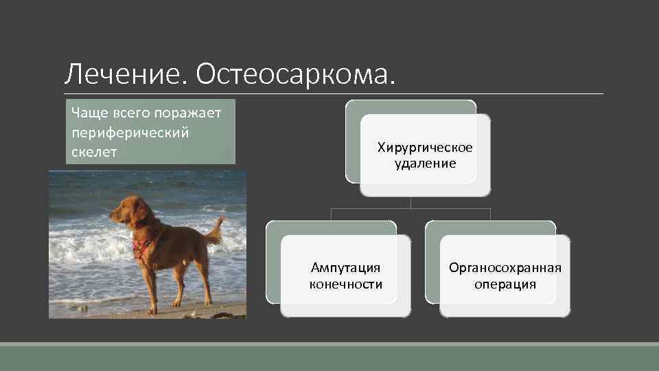 Лечение. Остеосаркома. Чаще всего поражает периферический скелет Хирургическое удаление Ампутация конечности Органосохранная операция 