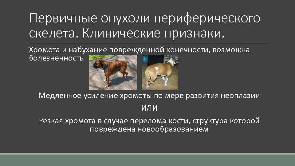 Первичные опухоли периферического скелета. Клинические признаки. Хромота и набухание поврежденной конечности, возможна болезненность Медленное