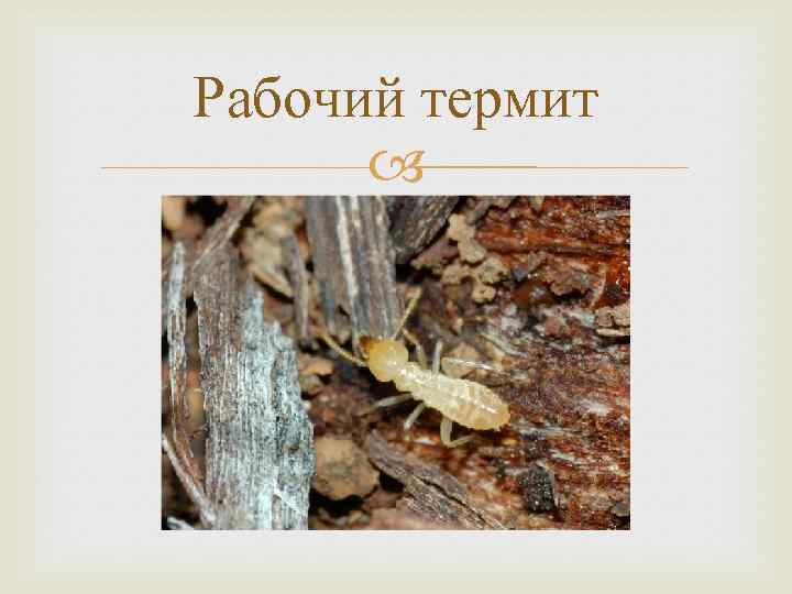 Рабочий термит 