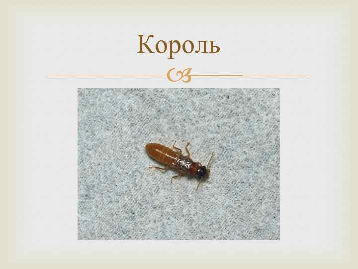 Король 