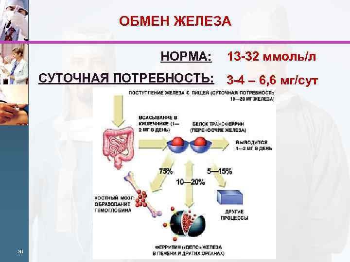 ОБМЕН ЖЕЛЕЗА НОРМА: 13 -32 ммоль/л СУТОЧНАЯ ПОТРЕБНОСТЬ: 3 -4 – 6, 6 мг/сут