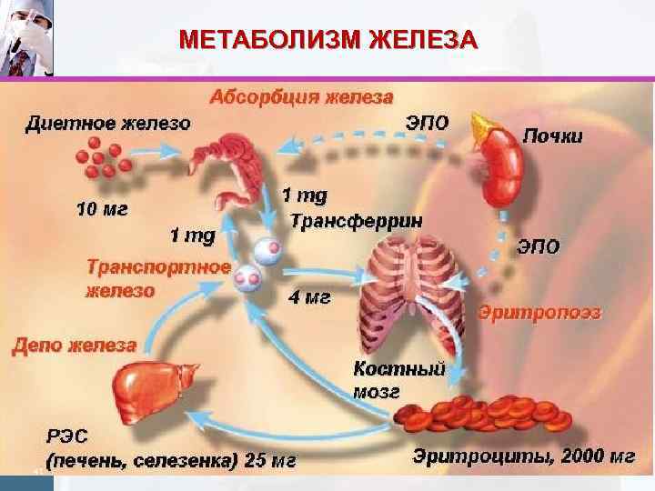 МЕТАБОЛИЗМ ЖЕЛЕЗА 41 