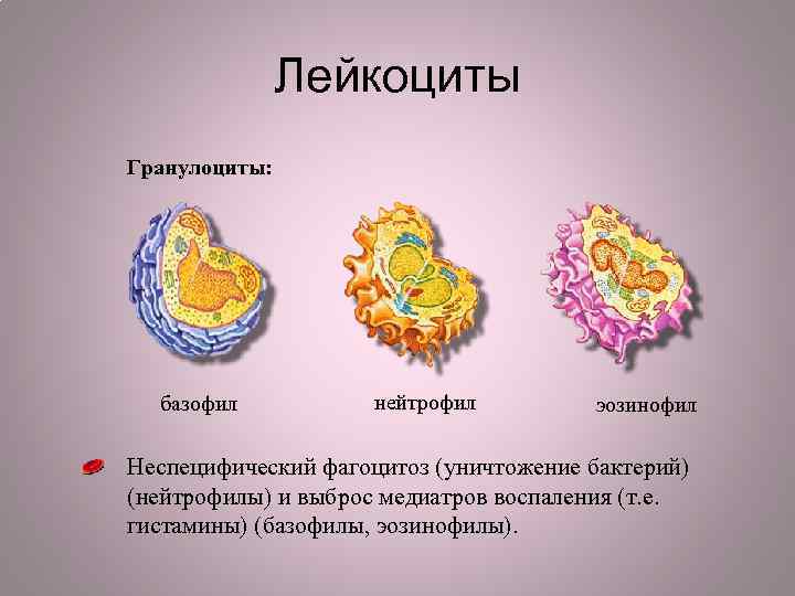 Гранулоциты это