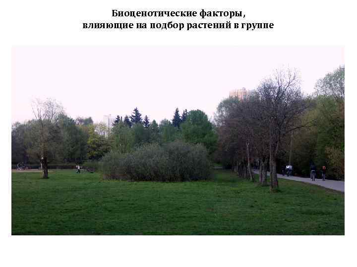 Биоценотические факторы, влияющие на подбор растений в группе 