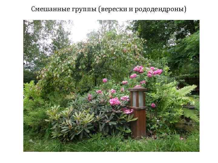 Смешанные группы (верески и рододендроны) 