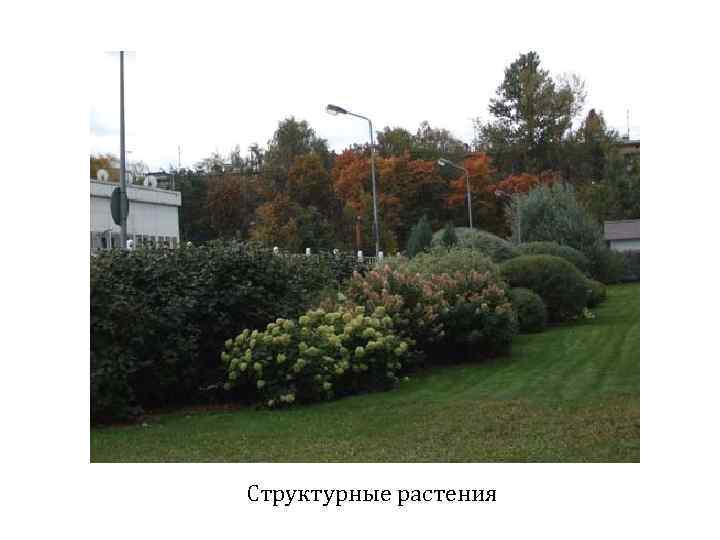 Структурные растения 