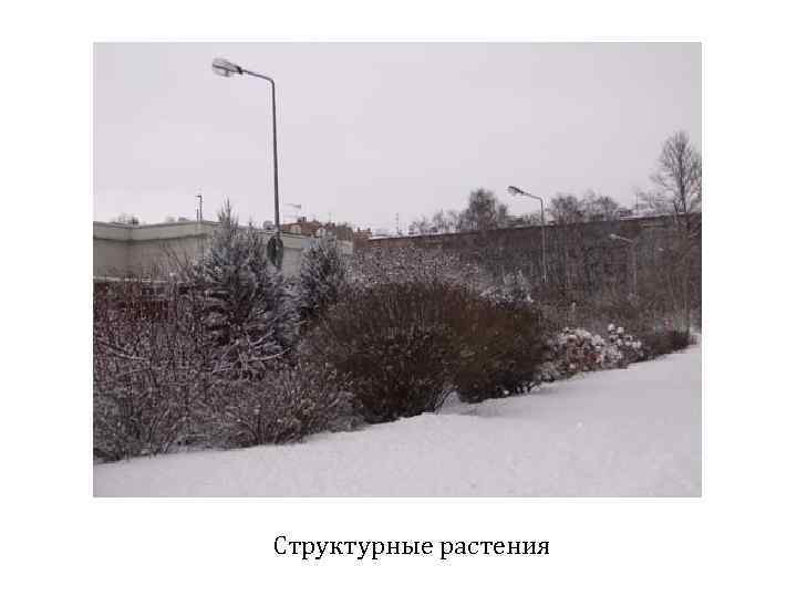 Структурные растения 