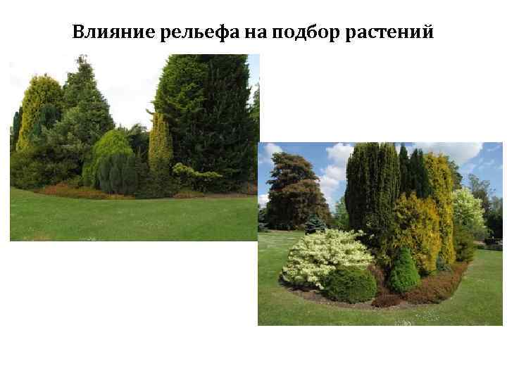 Влияние рельефа на подбор растений 