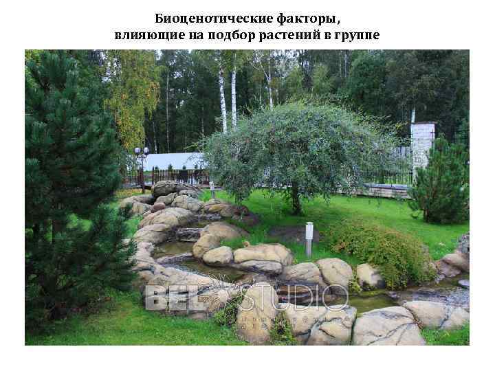 Биоценотические факторы, влияющие на подбор растений в группе 
