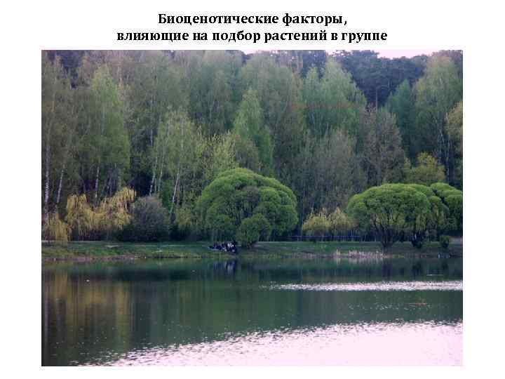 Биоценотические факторы, влияющие на подбор растений в группе 