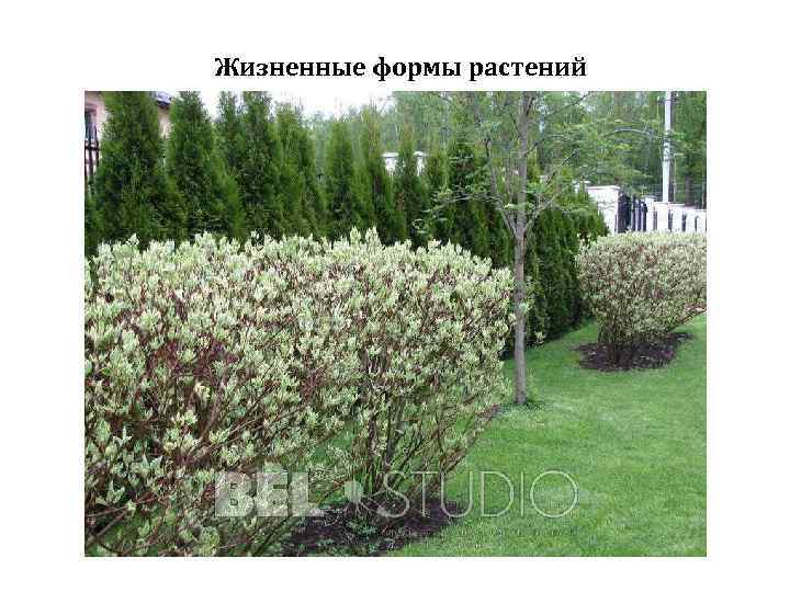 Жизненные формы растений 