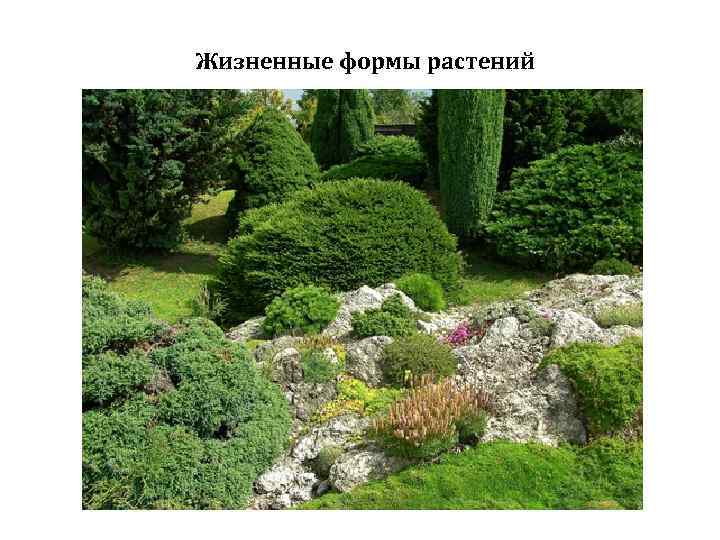 Жизненные формы растений 