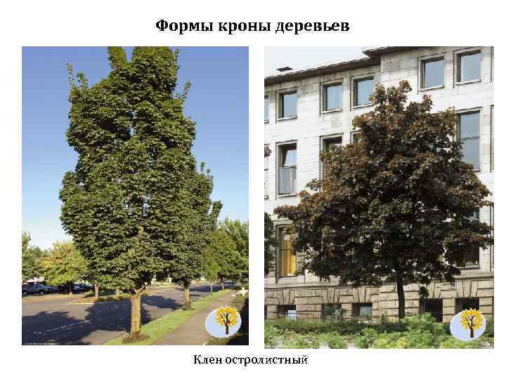 Формы кроны деревьев Клен остролистный 