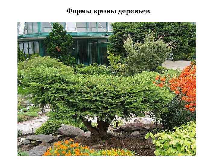 Формы кроны деревьев 