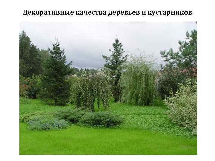 Декоративные качества деревьев и кустарников 