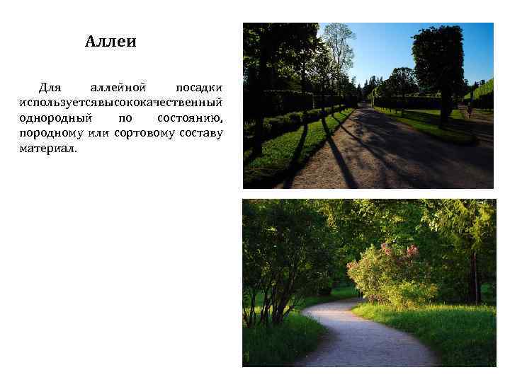 Аллеи Для аллейной посадки используетсявысококачественный однородный по состоянию, породному или сортовому составу материал. 