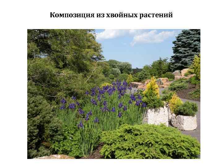 Композиция из хвойных растений 