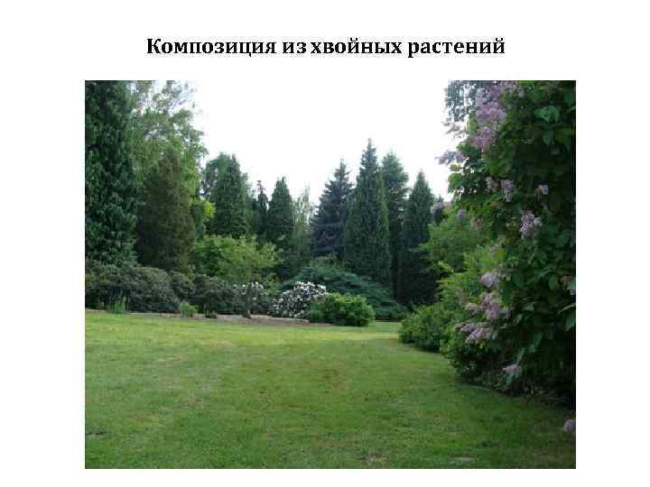 Композиция из хвойных растений 