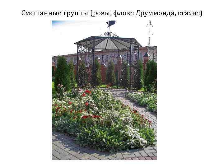 Смешанные группы (розы, флокс Друммонда, стахис) 