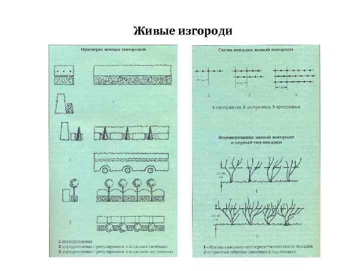 Живые изгороди 