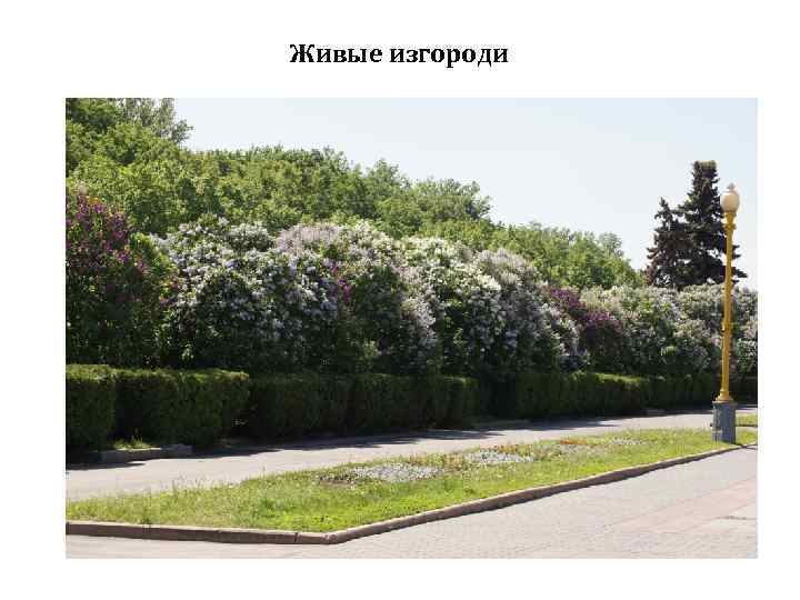 Живые изгороди 