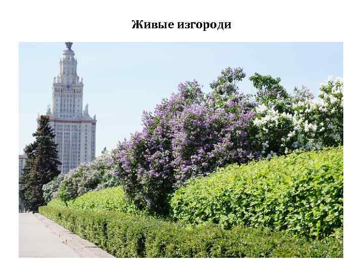 Живые изгороди 