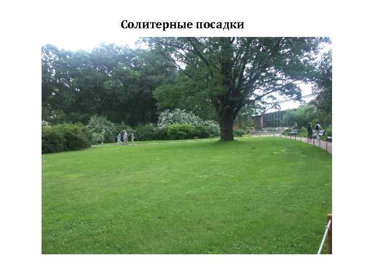 Солитерные посадки 