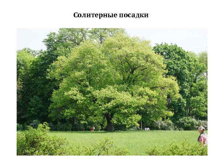 Солитерные посадки 